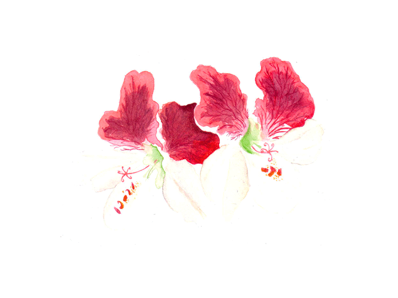 geranium