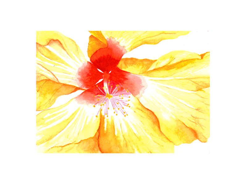 hibiscus