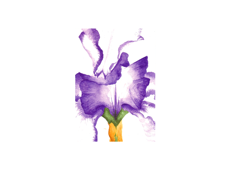 iris