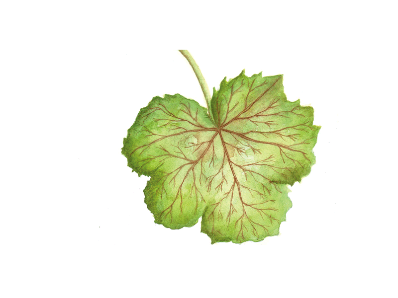 geranium leaf